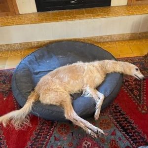 Meet your Posher, Max